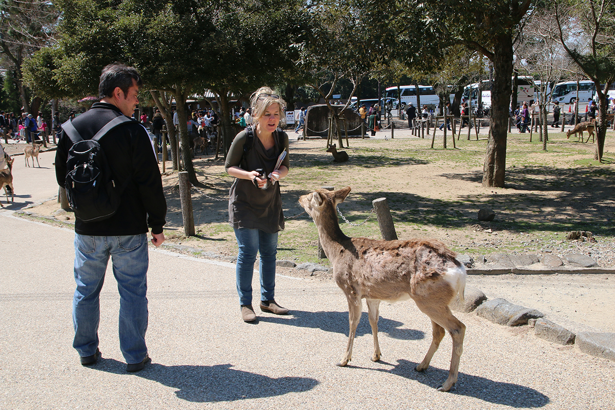 Nara ses daims et ses temples (visite 1 jour)
